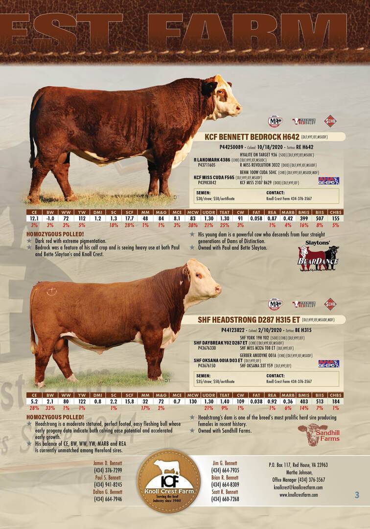 Hereford herd sire ad