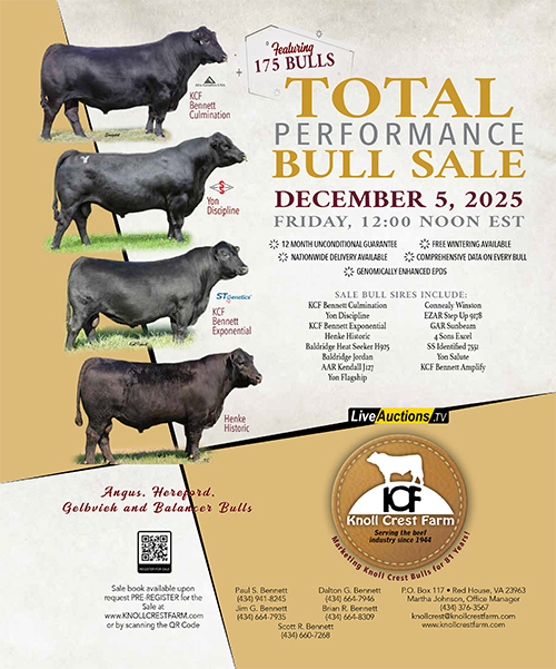 Bull sale ad